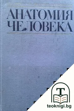 Анатомия человека — корица